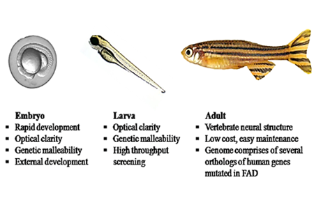 Zebrafish Facility (BRC)