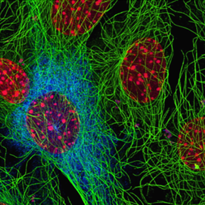 Microtubules In Cultured Cells